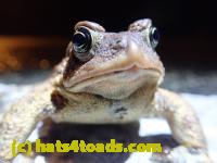 /home//u458753944/public_html/sourcegallery////Roxborough Toad Detour/2022/2022-03-17/P3170862.JPG